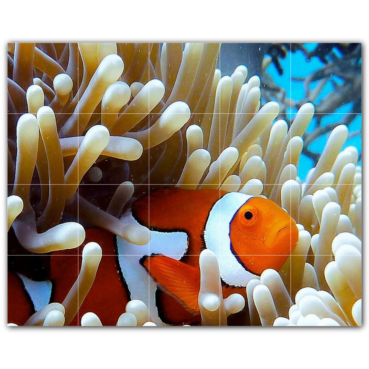 Coral Sealife Photo Tile Murals