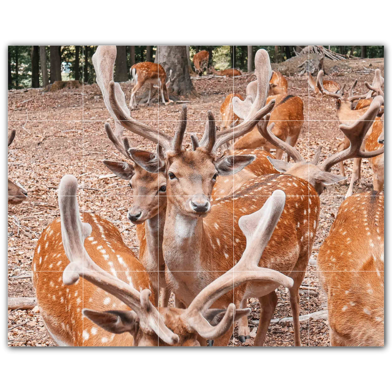 Deer Photo Tile Murals