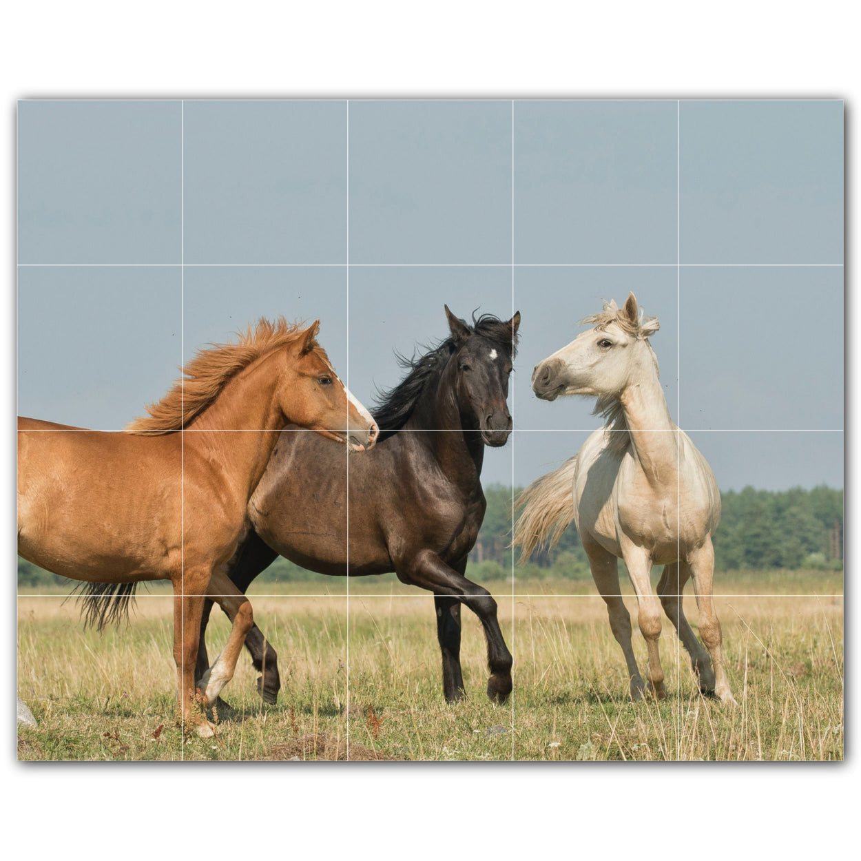 Horse Photo Tile Murals