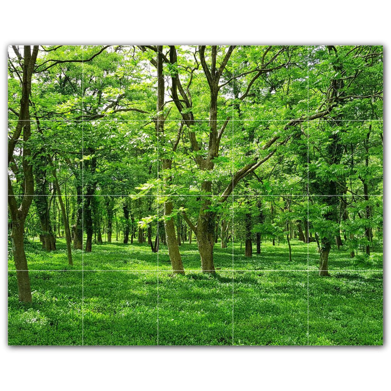 Tiling Tree Background Tree Forest Photo Tile Murals – Picture-Tiles.com