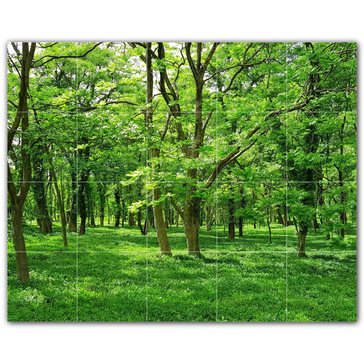 Tree Forest Photo Tile Murals