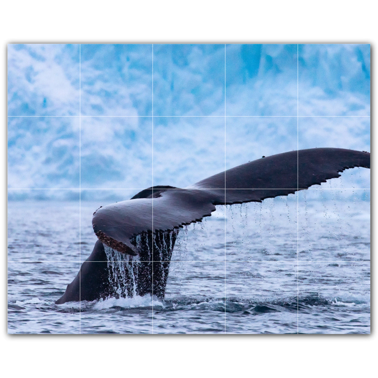 Whale Photo Tile Murals