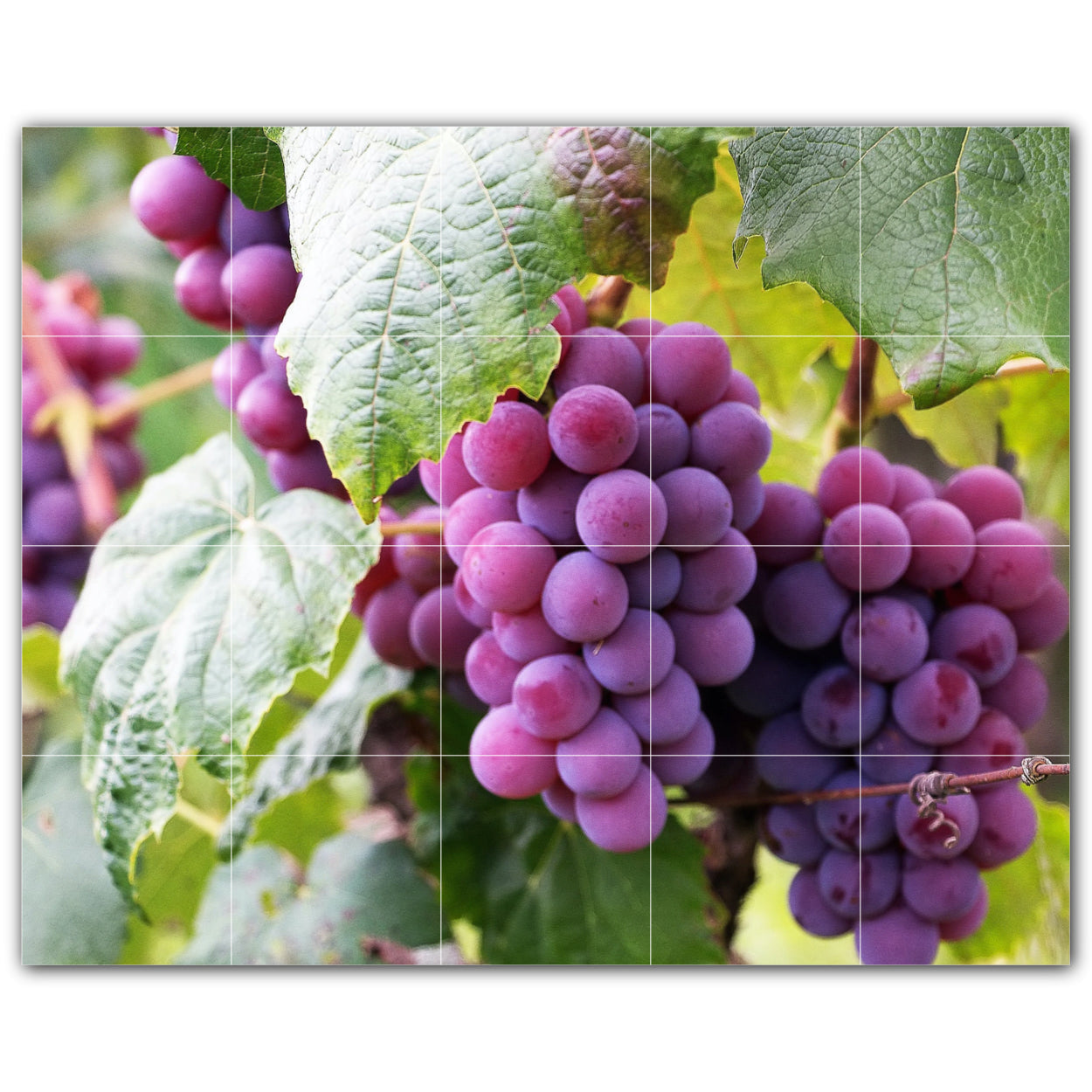 Wine Grapes Photo Tile Murals