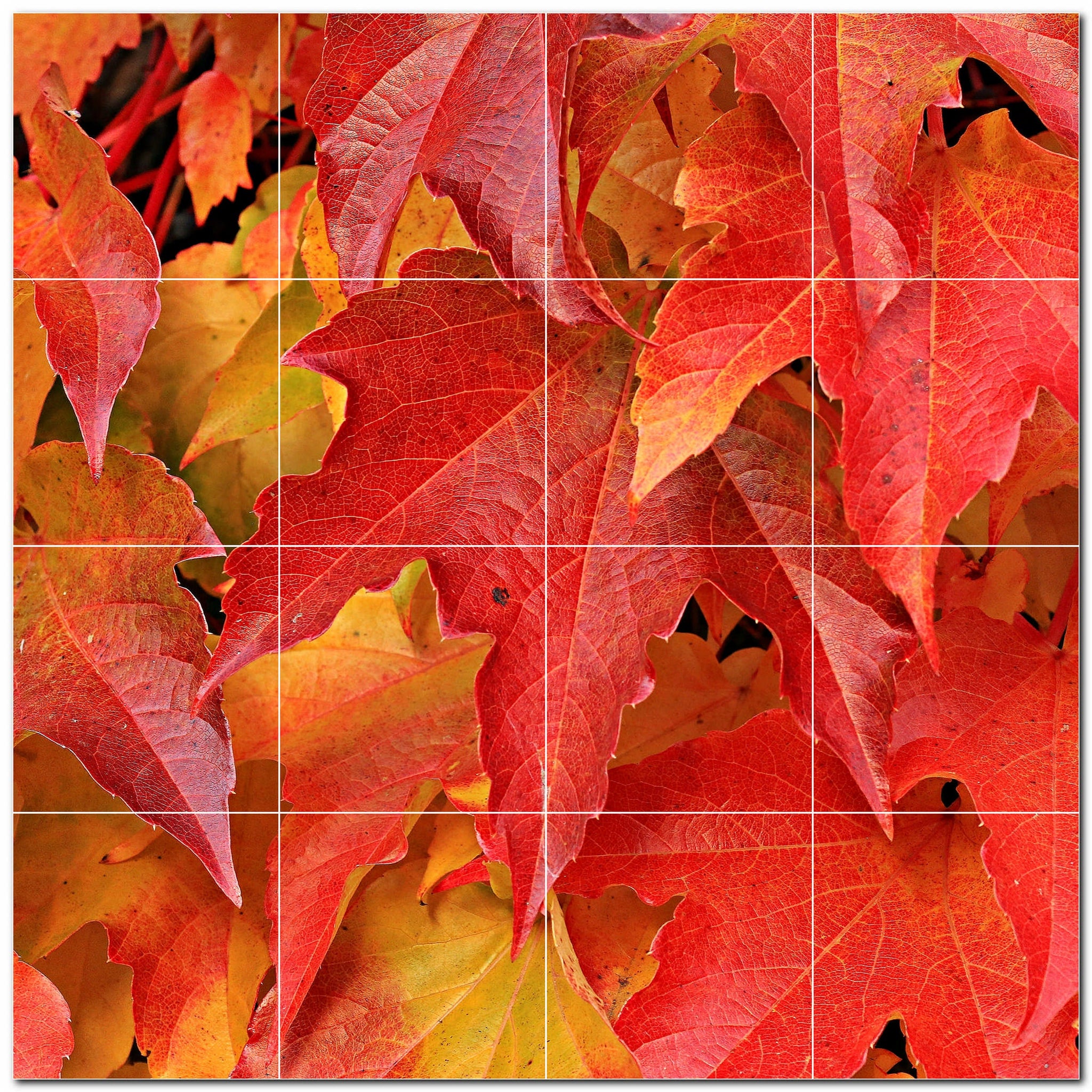 Autumn Photo Tile Murals – Picture-Tiles.com