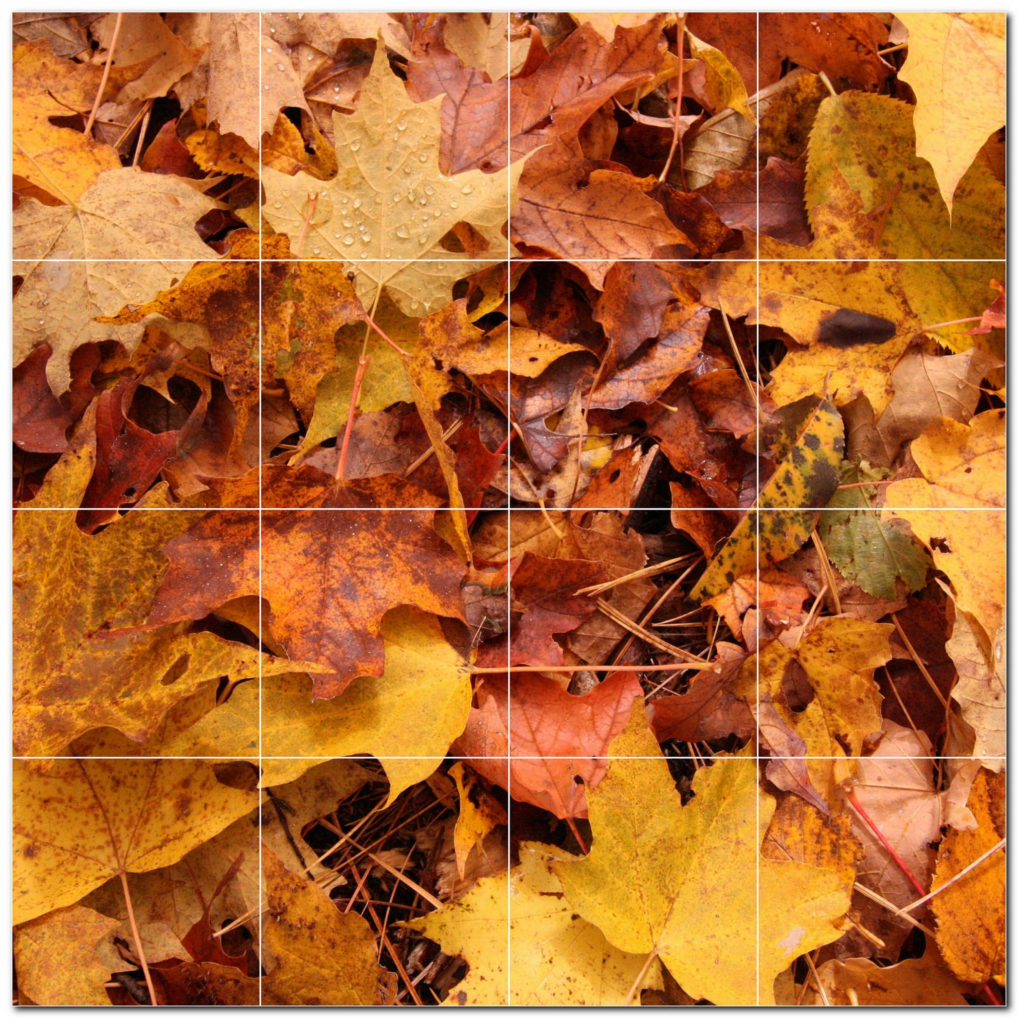 Autumn Photo Tile Murals – Picture-Tiles.com