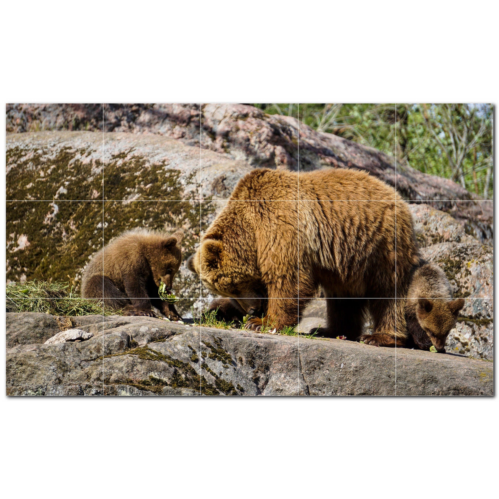 bear ceramic tile wall mural kitchen backsplash bathroom shower p500113