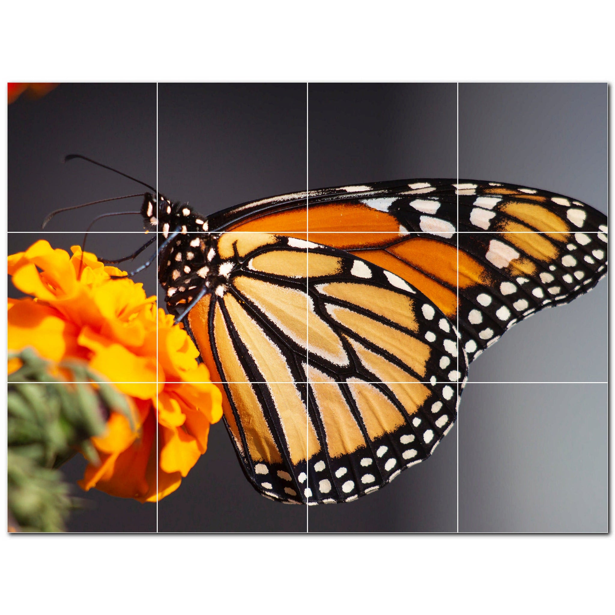 butterfly ceramic tile wall mural kitchen backsplash bathroom shower p500283