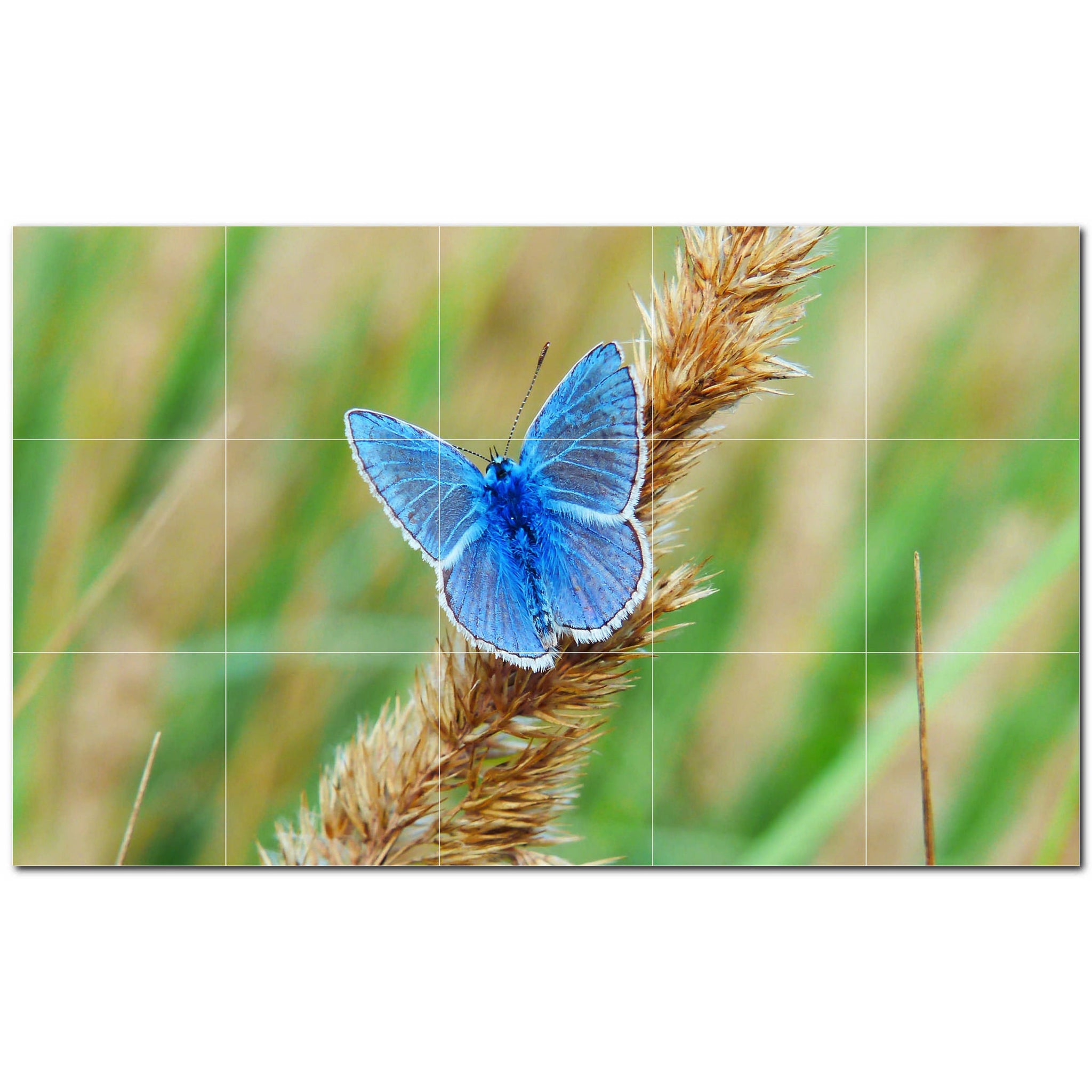 butterfly ceramic tile wall mural kitchen backsplash bathroom shower p500285