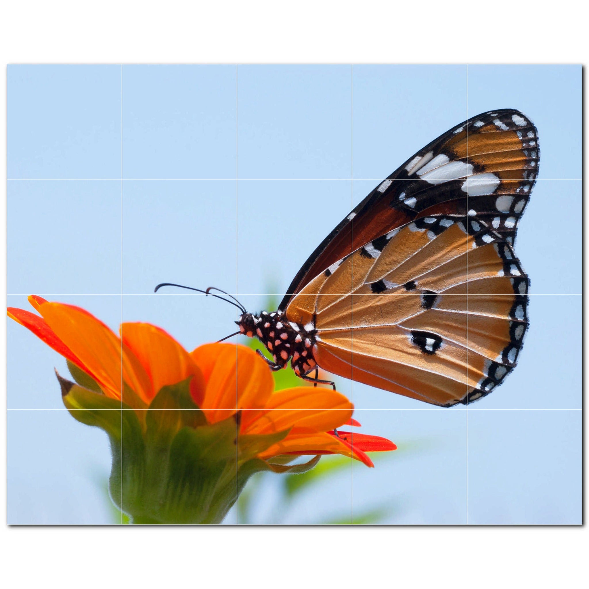 butterfly ceramic tile wall mural kitchen backsplash bathroom shower p500289