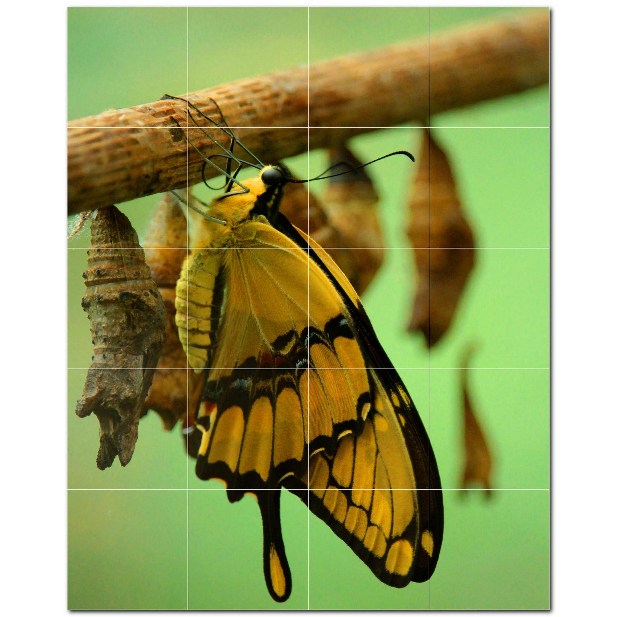 butterfly ceramic tile wall mural kitchen backsplash bathroom shower p500296