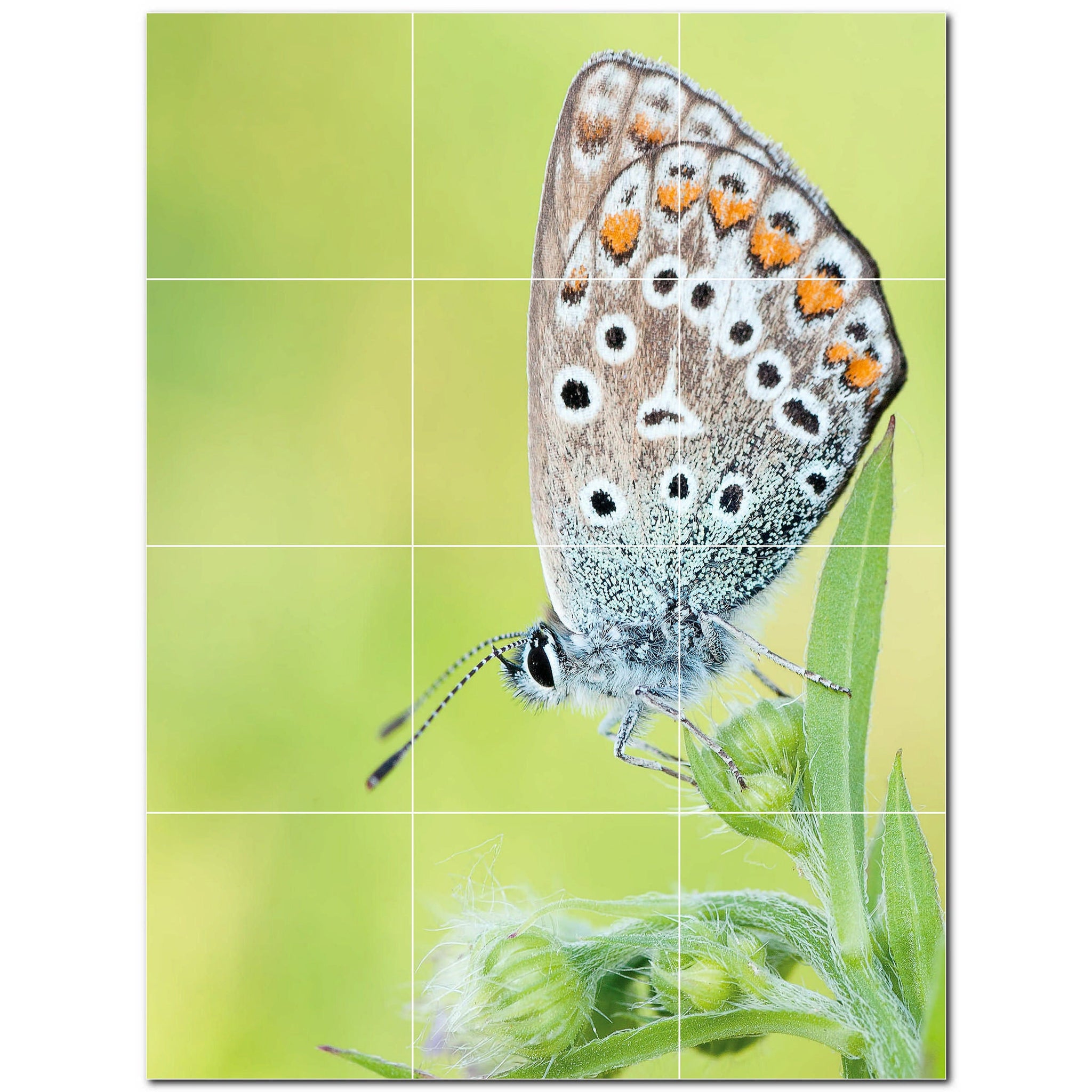 butterfly ceramic tile wall mural kitchen backsplash bathroom shower p500304