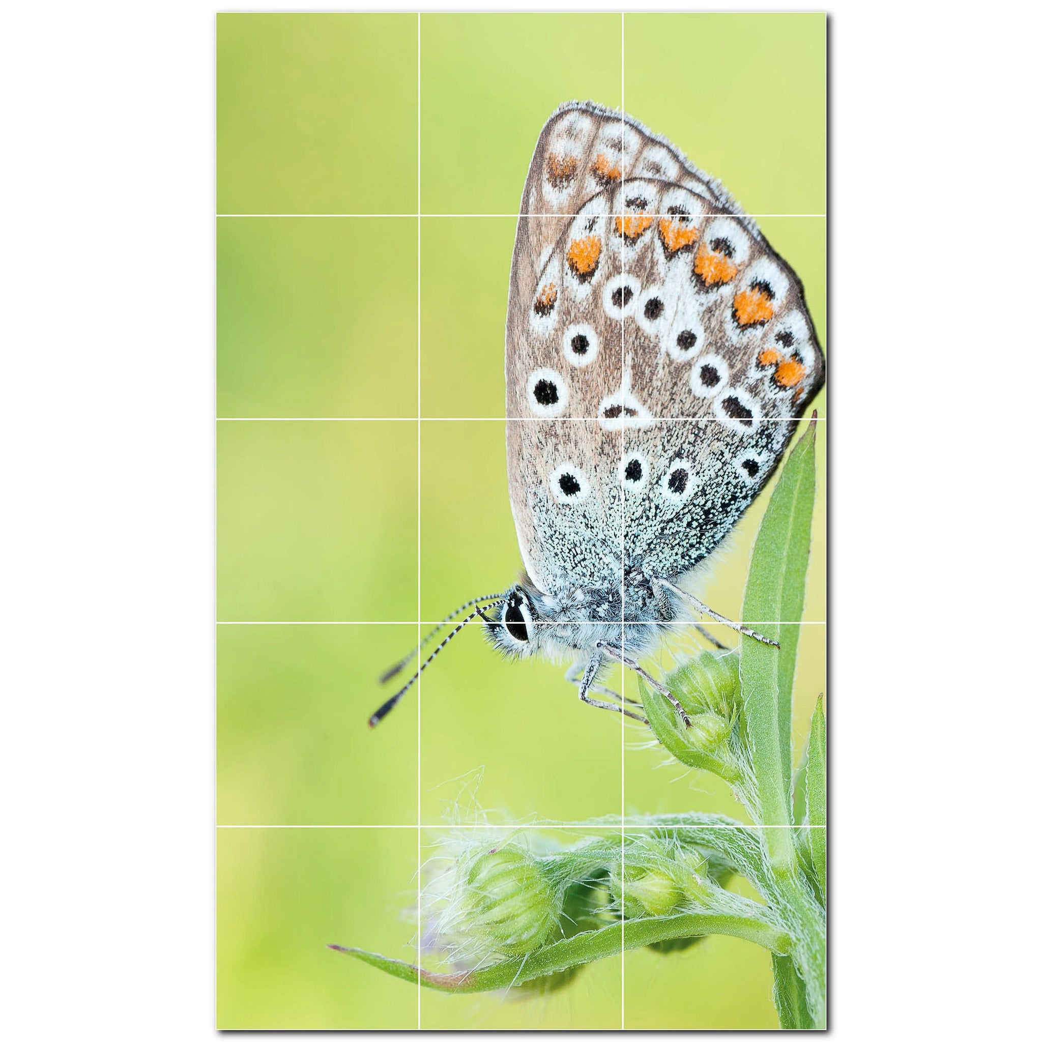 butterfly ceramic tile wall mural kitchen backsplash bathroom shower p500304