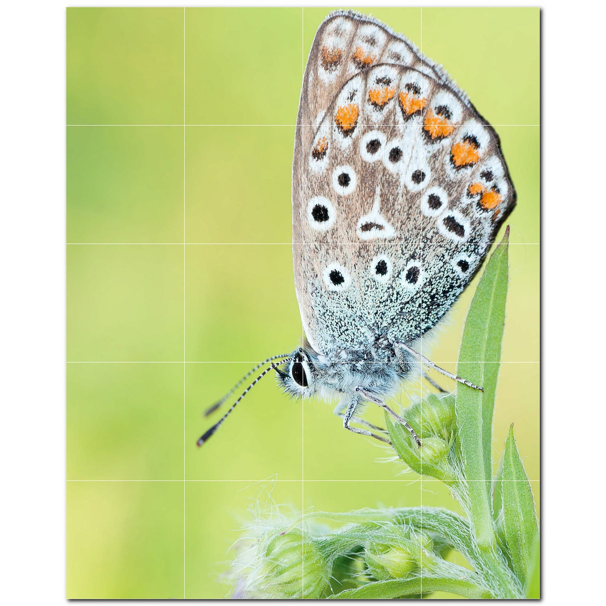 butterfly ceramic tile wall mural kitchen backsplash bathroom shower p500304