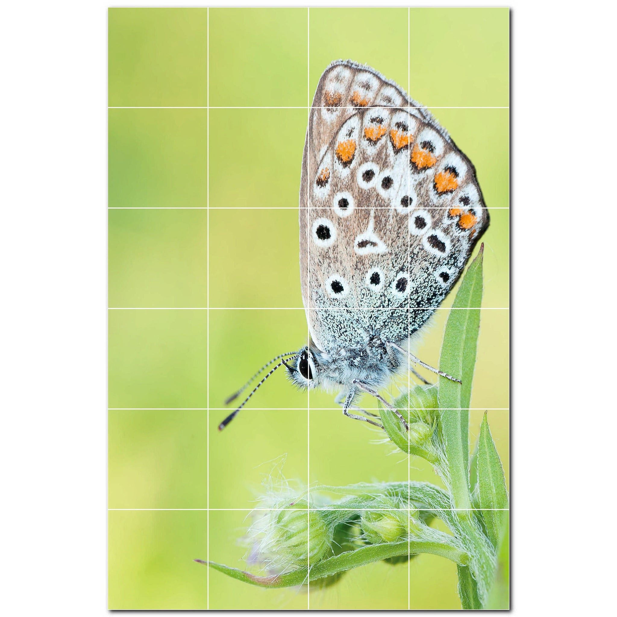 butterfly ceramic tile wall mural kitchen backsplash bathroom shower p500304