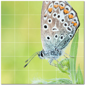 butterfly ceramic tile wall mural kitchen backsplash bathroom shower p500304