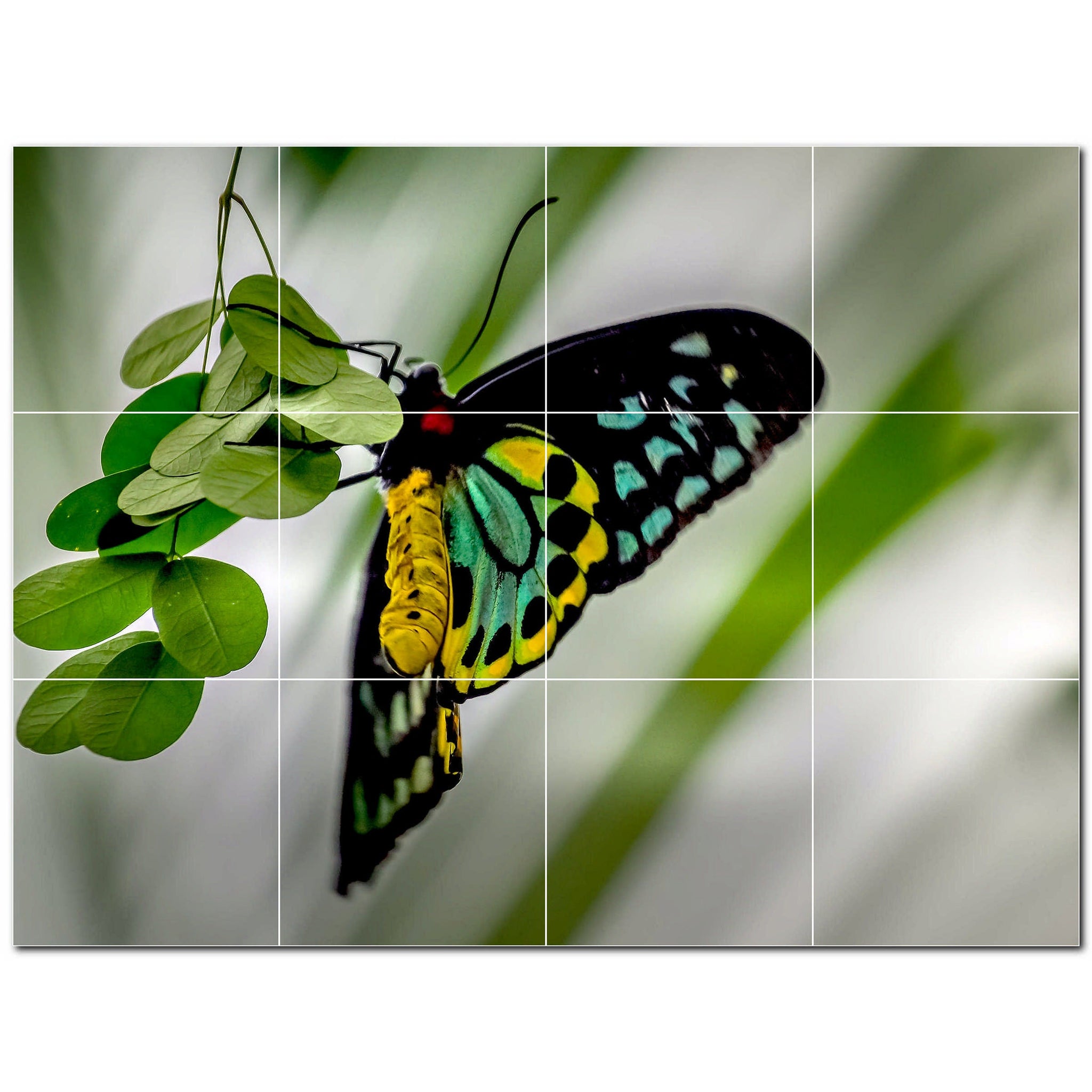 butterfly ceramic tile wall mural kitchen backsplash bathroom shower p500311