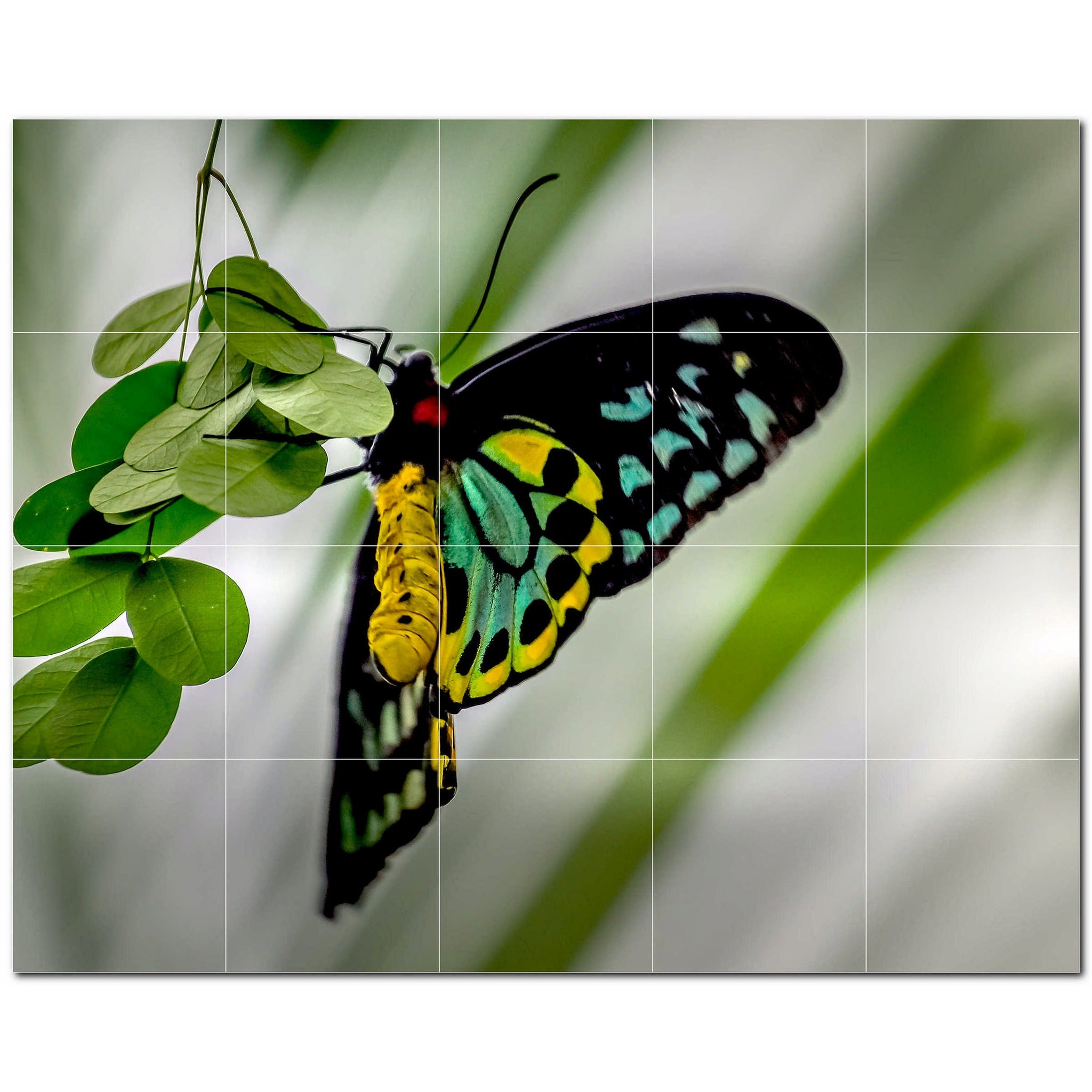 butterfly ceramic tile wall mural kitchen backsplash bathroom shower p500311