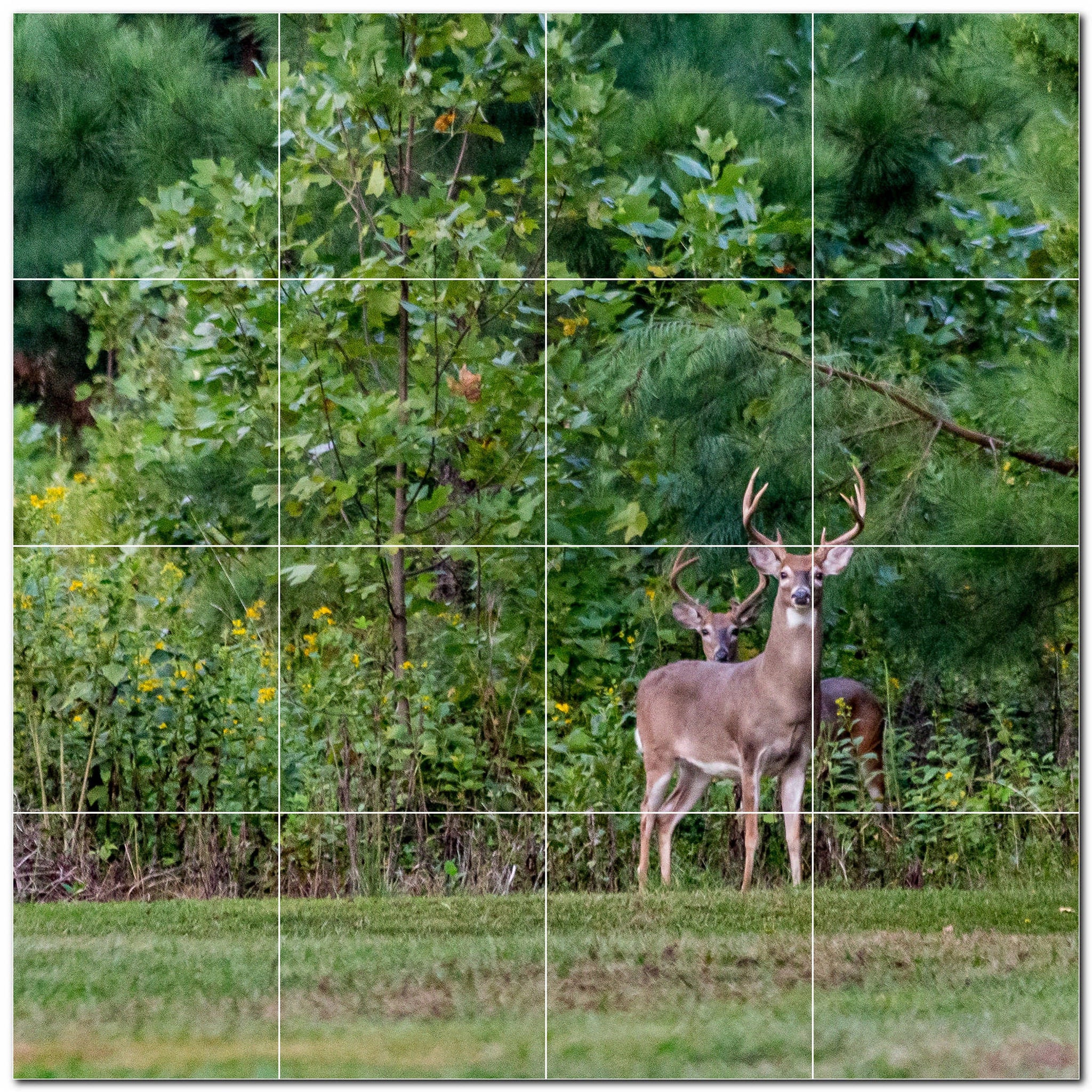 deer ceramic tile wall mural kitchen backsplash bathroom shower p500458