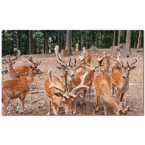 deer ceramic tile wall mural kitchen backsplash bathroom shower p500467