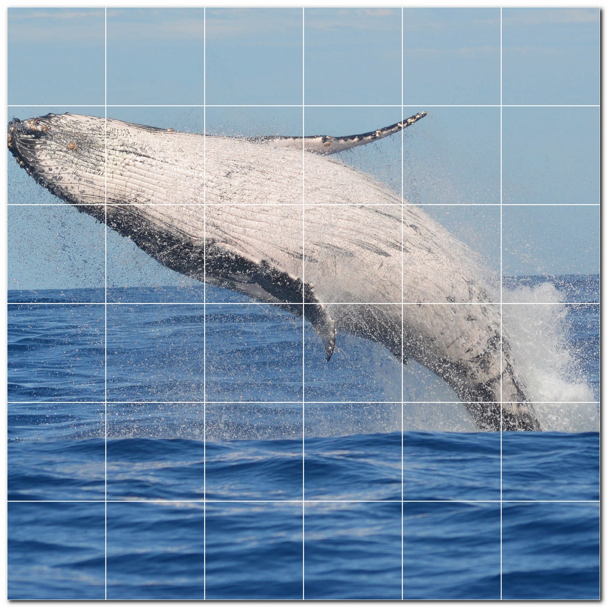 dolphin ceramic tile wall mural kitchen backsplash bathroom shower p500510