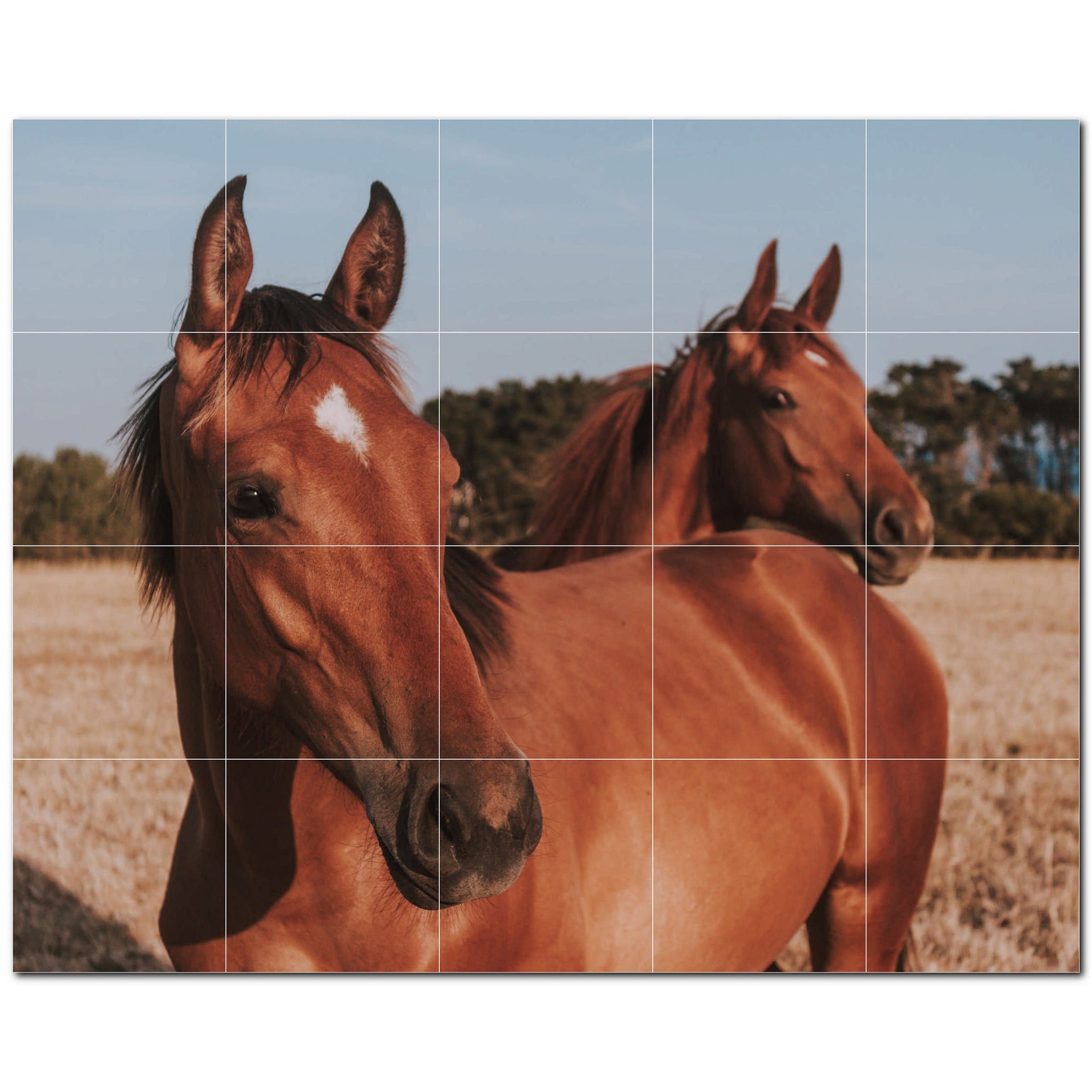 horse ceramic tile wall mural kitchen backsplash bathroom shower p500755