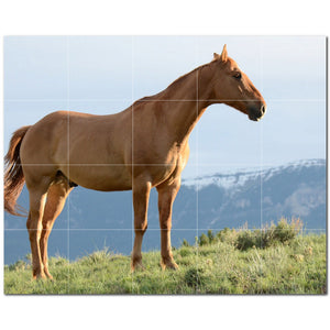 horse ceramic tile wall mural kitchen backsplash bathroom shower p500756