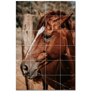 horse ceramic tile wall mural kitchen backsplash bathroom shower p500770