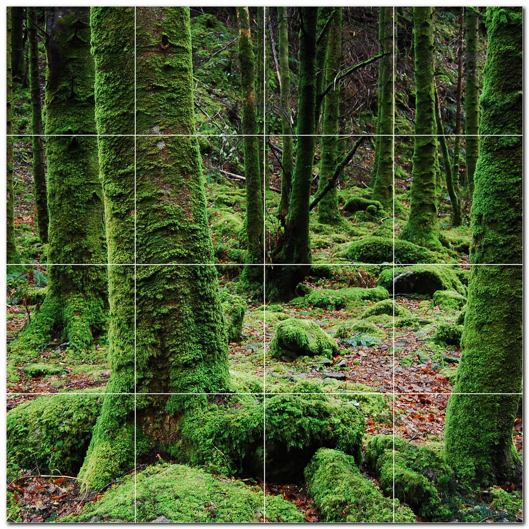 Tiling Tree Background Tree Forest Photo Tile Murals – Picture-Tiles.com