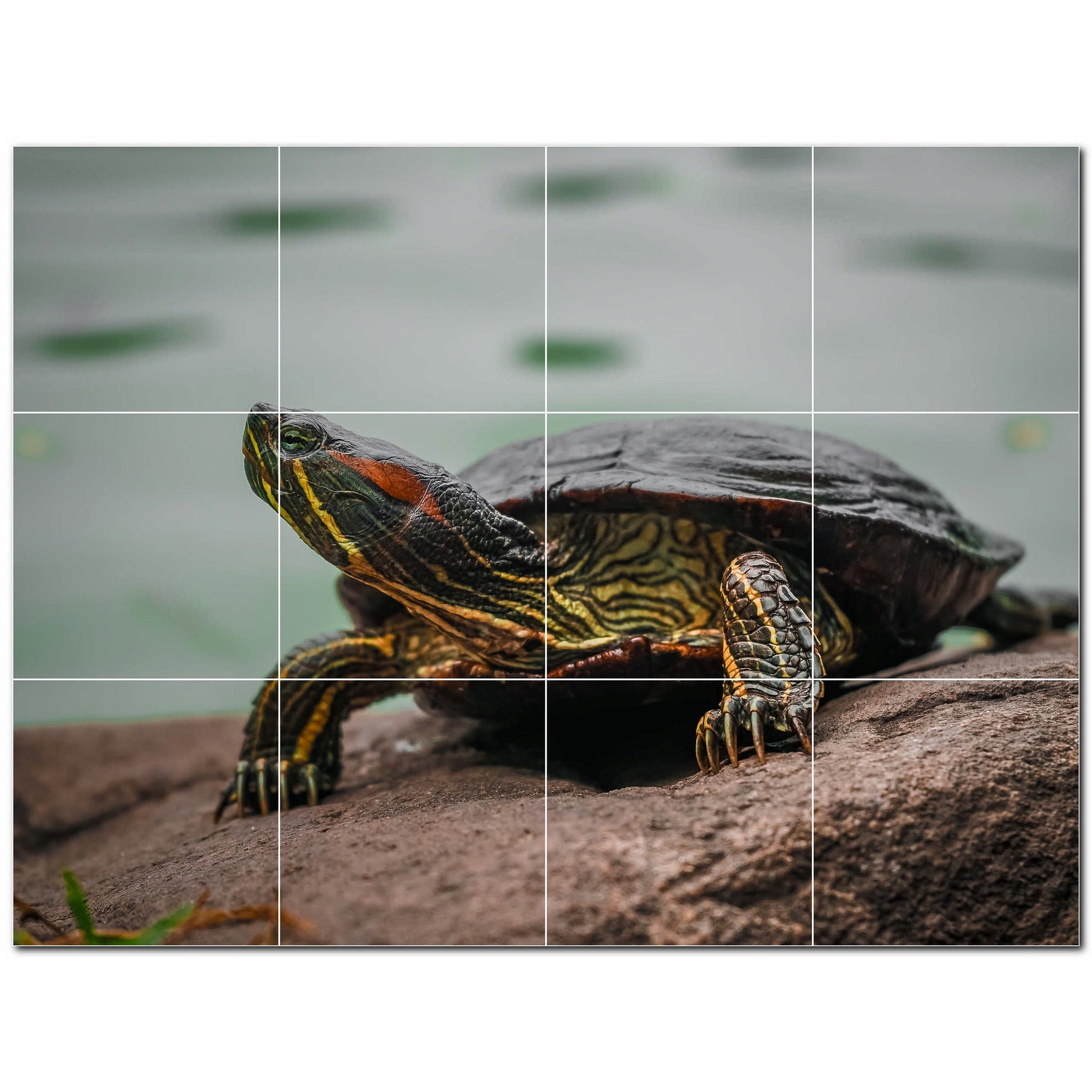 turtle ceramic tile wall mural kitchen backsplash bathroom shower p501048