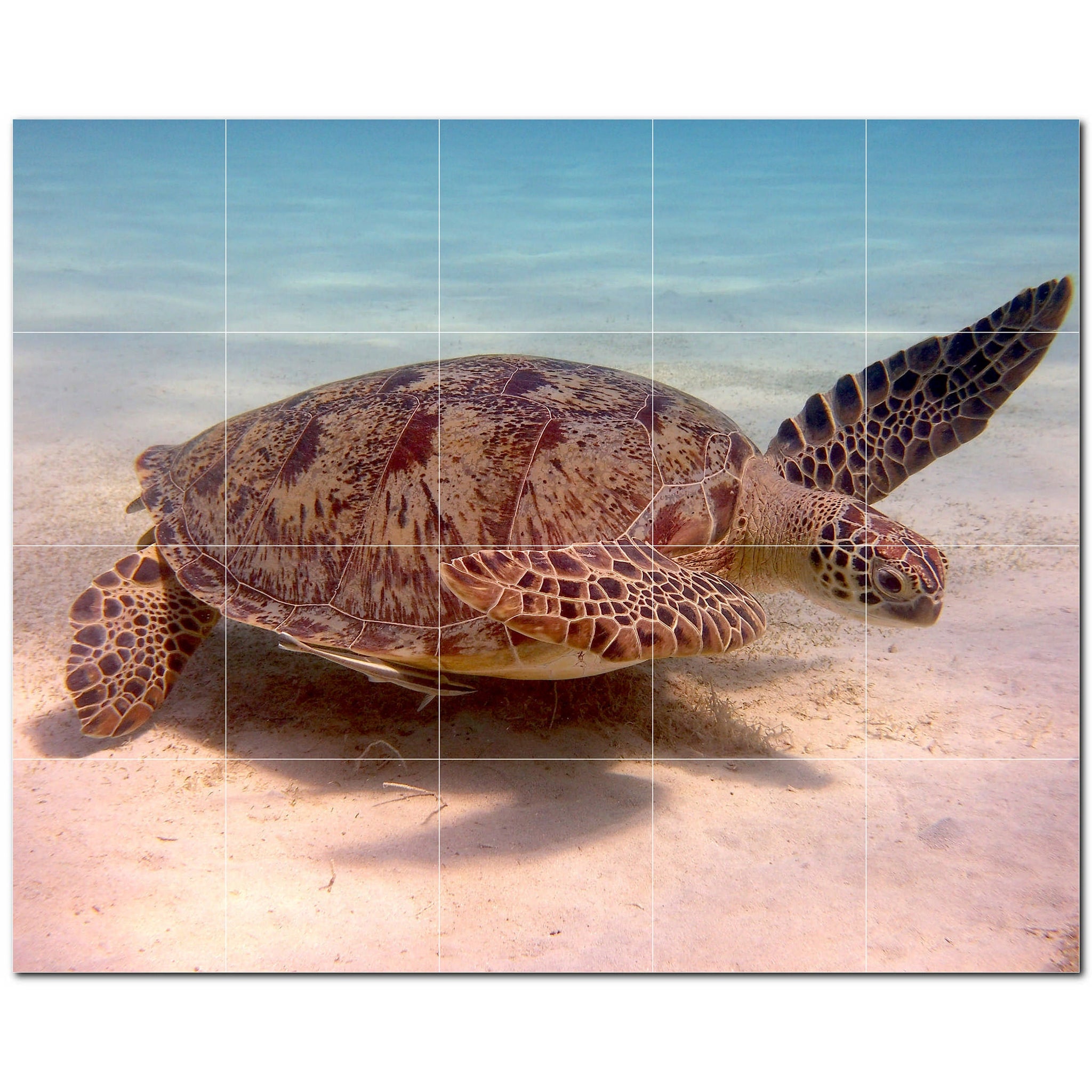 turtle ceramic tile wall mural kitchen backsplash bathroom shower p501054