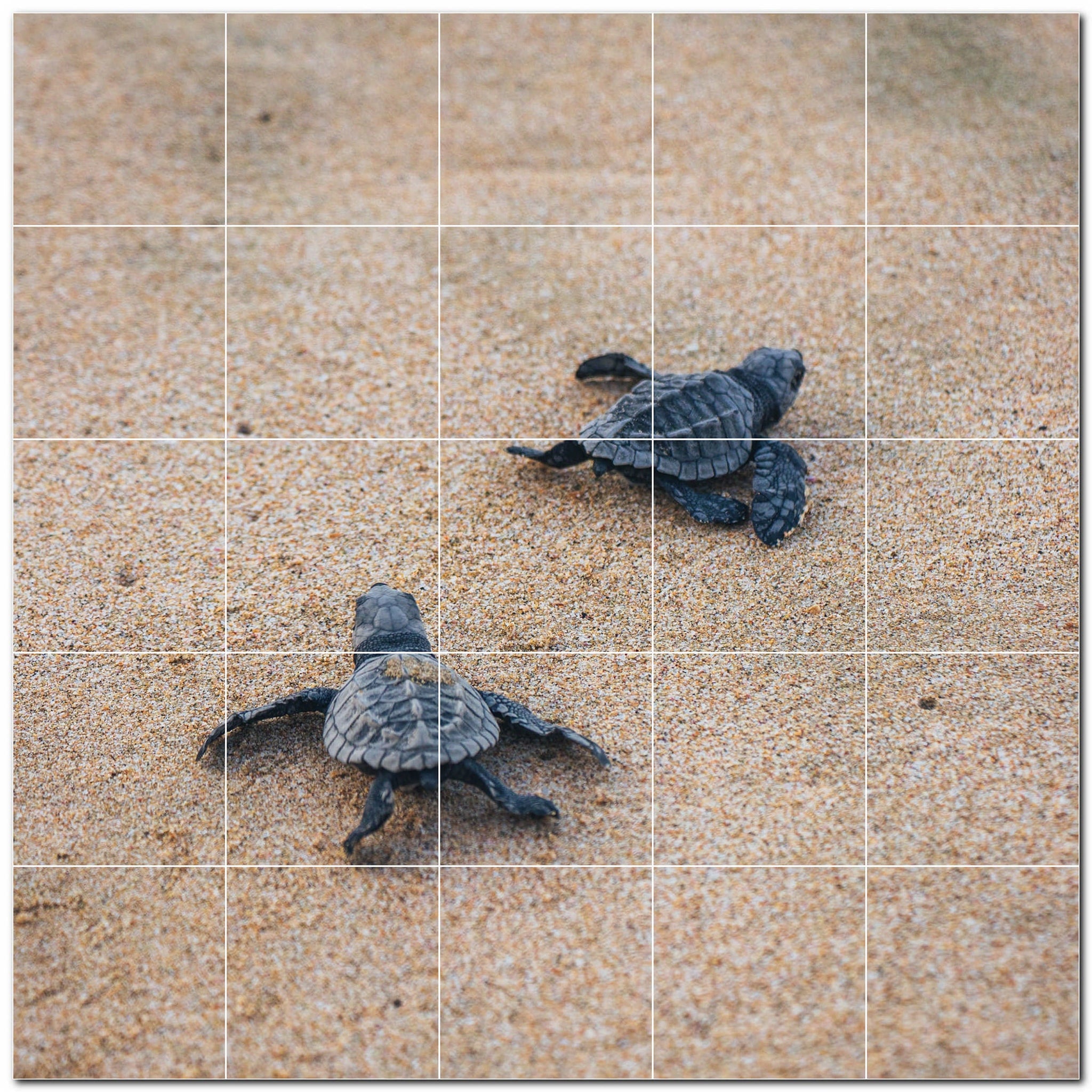 turtle ceramic tile wall mural kitchen backsplash bathroom shower p501058